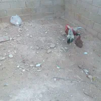 خروس|حیوانات مزرعه|مسجد سلیمان, |دیوار