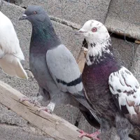 کفتر|پرنده|سیرجان, |دیوار