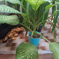 گل دیفن بزرگ با گلدان پلاستیکی ۵۰۰ تومان