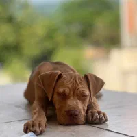 توله پیتبول