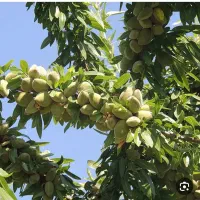 تولیدارقام نهال بادام دیرگل