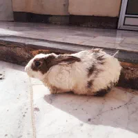 خرگوش نر
