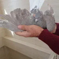 دمه سیاه و سینه زرد|پرنده|یزد, |دیوار