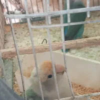 کوتوله‌نروماده