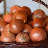 بذر پیاز طلایی (Golden sweet spanish)