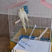 یک جفت عروس هلندی