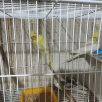 عروس هلندی مرغ عشق مرغ مینا|پرنده|شاهرود, |دیوار