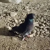 کفتر غریبگیری|پرنده|قرچک, زیبا شهر|دیوار