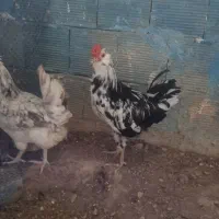 مرغ و خروس گلین ریشی چهلتاج