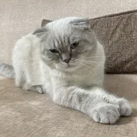 اسکاتیش فولد سیلور فوری|گربه|تهران, زاهد گیلانی|دیوار