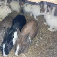 خرگوش|موش و خرگوش|زابل, |دیوار