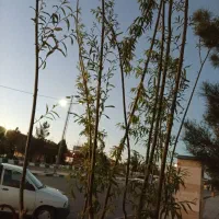 درخت بید مجنون 5متری