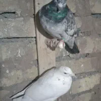 کفتر سوسکی نر صید بی بمب|پرنده|تربت‌حیدریه, آغوی|دیوار
