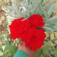 کلیه خدمات باغبانی و فضای سبز