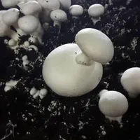 مجموعه آموزشی پرورشی قارچ دکمه ای