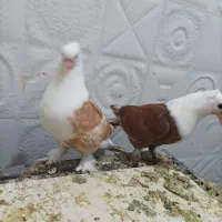 دمسفید کلاغ کاکلی طوقی ابلق دمسفید|پرنده|چناران, |دیوار