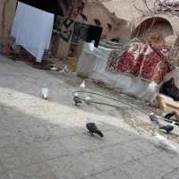 فروشتعدادیکبوترنروماده|پرنده|نجفآباد, ریاضی|دیوار