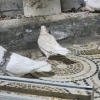 کبوتر|پرنده|ایلام, |دیوار