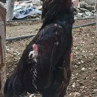 خروس لاری سه تا