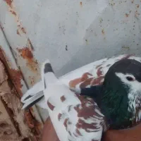 خال افشون ماده