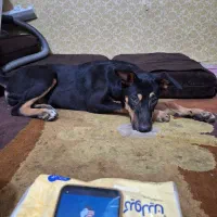 گمشده|حیوانات|اهواز, آریاشهر|دیوار