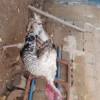 بوقلمون نر ۸کیلو