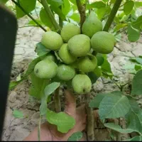 نهالستان سرسبز مهندس عزیزی گلدانی داریم