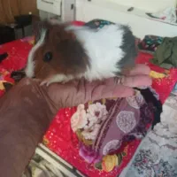 واگذاری خوکچه هندی