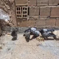 کبوتراصفهانی