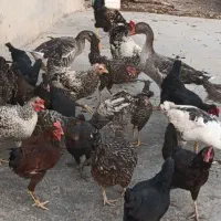 مرغ خروس وغازمحلی سالم|حیوانات مزرعه|دزفول, |دیوار