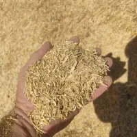 کاه نخود|عمدهفروشی|بوکان, |دیوار