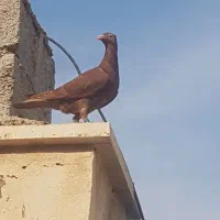 سرخ|حیوانات|برازجان, |دیوار