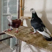 چندتاپلاکی زرنگ|پرنده|شوشتر, |دیوار