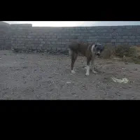 گمشده|حیوانات|خواف, |دیوار