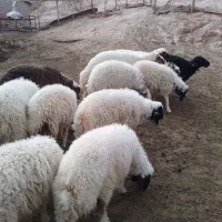 ۱۶ راس بره سفید(کاور)