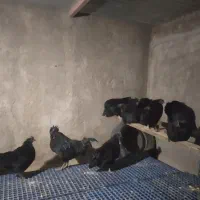 مرغ و خروس ایام سمانی|حیوانات مزرعه|یزد, |دیوار