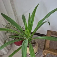 گل موزی یک ساله