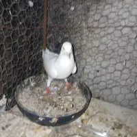 ‌۴۰۰