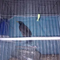مرغ مینا با قفس