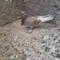 کبوترفروشی