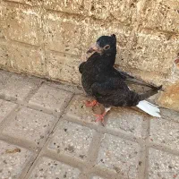 زاغ دم سفید کبوتر|پرنده|قرچک, مهدیه|دیوار