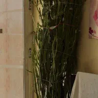 کاکتوس افروبیا