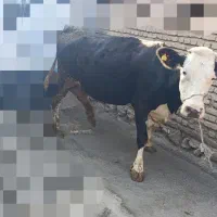 گاو سیمینتال|حیوانات مزرعه|جونقان, |دیوار