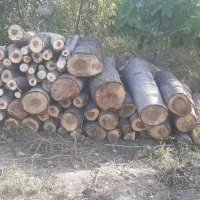 خریدار چوب تر و خشک|خدمات باغبانی و درختکاری|پارس‌آباد, |دیوار
