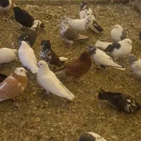 تعدادی کبوتر پرشی تهرانی و پاکستانی|پرنده|رودهن, |دیوار