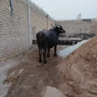 شوشترشعبیه روستای شیخ حسین|حیوانات مزرعه|شوشتر, |دیوار