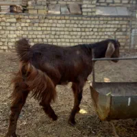 بزکولارآبستن|حیوانات مزرعه|آران و بیدگل, |دیوار