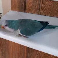 طوطی راهب|پرنده|کرج, شهرک بنفشه|دیوار