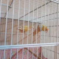 کوتوله جفت مولد