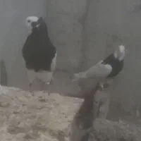 کبوتر طوقی
